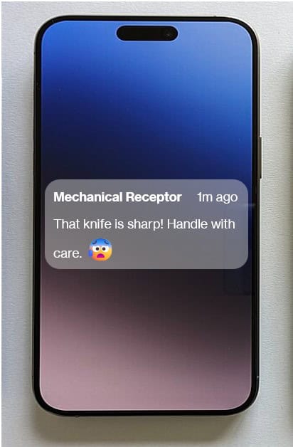 pain signal from mechanoreceptor