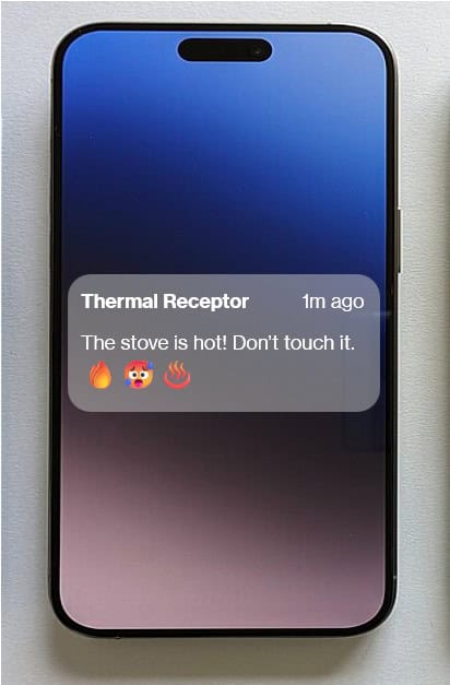 pain signal from thermoreceptor